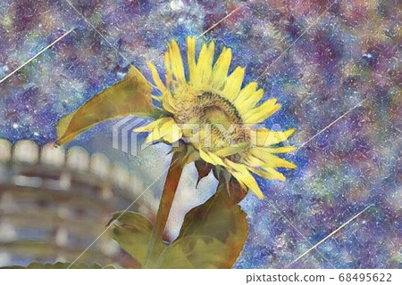 向日葵 68495622
