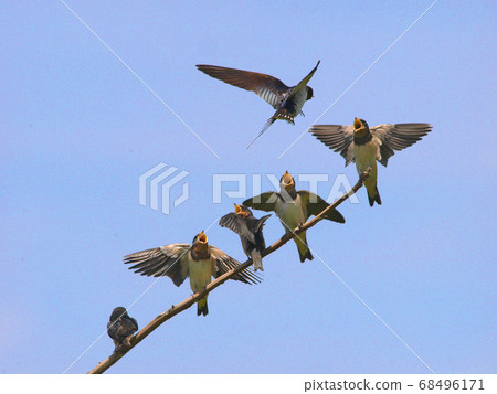 Little birds awaiting the return of their parents Little birds awaiting the return of their parents 68496171