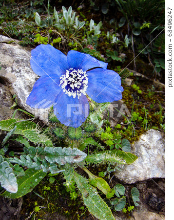 藍罌粟 68496247