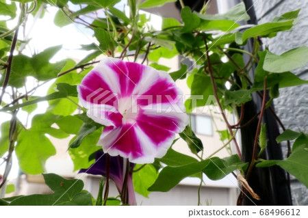 夏花 朝日花 花園花壇 照片素材 圖片 圖庫