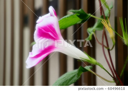 夏花：朝日花：花園花壇 68496618