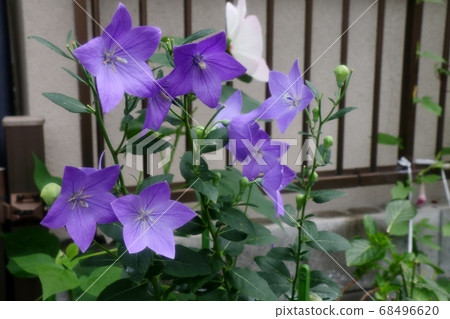 初夏舞台花：Kikyo：Kikyo 68496620