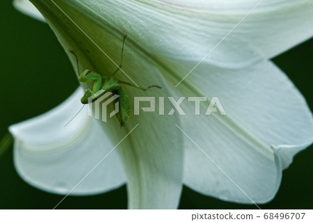 開花的蝎子百合 68496707