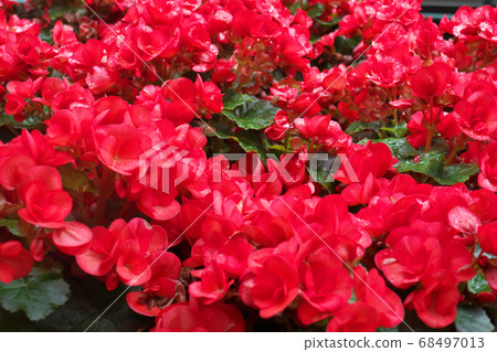 Elatior Begonia after the rain Elatior Begonia after the rain 68497013