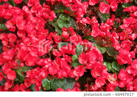 Elatior Begonia after the rain 68497017