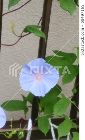 Summer flowers: Asaho: Garden flowerbed 68497165