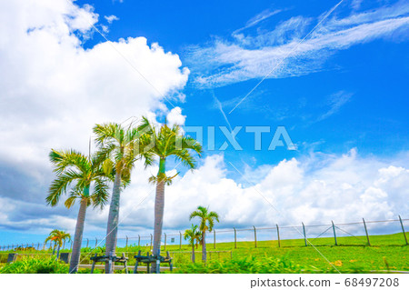 Blue sky and palm tree Blue sky and palm tree 68497208