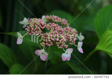 Hydrangea flowers blooming in the flowerbed in the garden 68497742