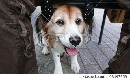 Halloween and dog 68497869