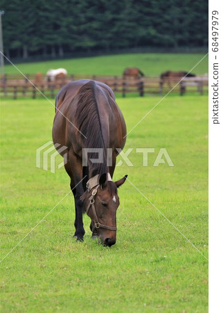 Horse thoroughbred Horse thoroughbred 68497979