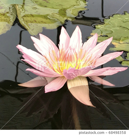 淡粉色睡蓮海濱花 68498358