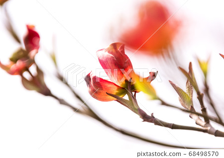 春天來了，看到了粉紅色的山茱[[花草] 68498570