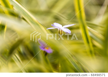 春天的到來時，日本韭菜的花的開花植物盛開紫色 68498571