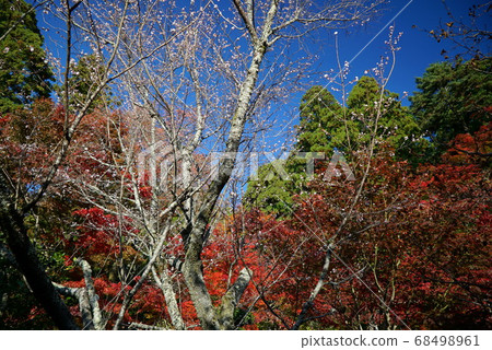 Kongorinji Temple colored in autumn colors Kongorinji Temple colored in autumn colors 68498961