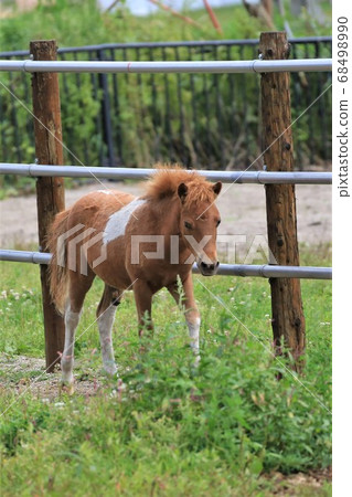 Pony Pony 68498990