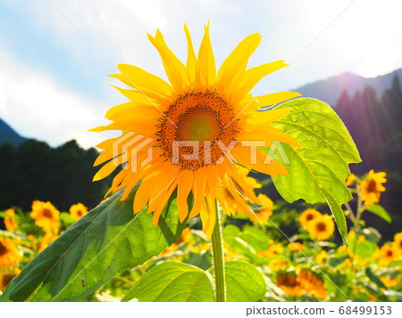 Sunflower image 68499153