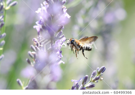 芬芳的微風和淡淡的哈恩斯:來到薰衣草田地的蜜蜂 芬芳的微風和淡淡的哈恩斯:來到薰衣草田地的蜜蜂 68499366