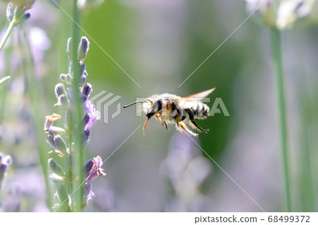 芬芳的微風和淡淡的哈恩斯：來到薰衣草田地的蜜蜂 68499372