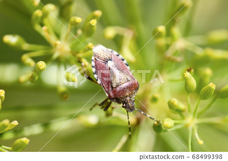 背面為三角形,在蒔蘿莖上常發現棕熊蟲 背面為三角形,在蒔蘿莖上常發現棕熊蟲 68499398