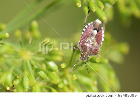Triangular pattern on the back, a brown bear bug often found on the dill stem Triangular pattern on the back, a brown bear bug often found on the dill stem 68499399