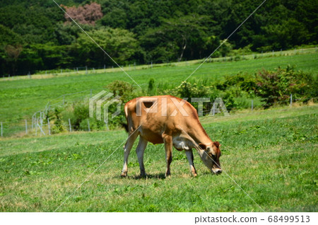 Hiruzen Kogen and Jersey cow in summer 68499513