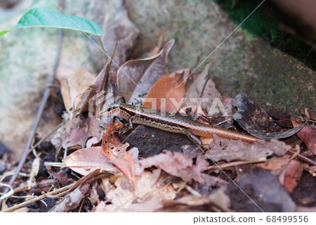 躲在石頭下的蜥蜴(印度蜓蜥) 68499556