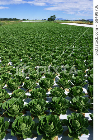 Scenery of Nobeyama plateau overlooking the cabbage field and Mt. Asama near harvest Scenery of Nobeyama plateau overlooking the cabbage field and Mt. Asama near harvest 68499736