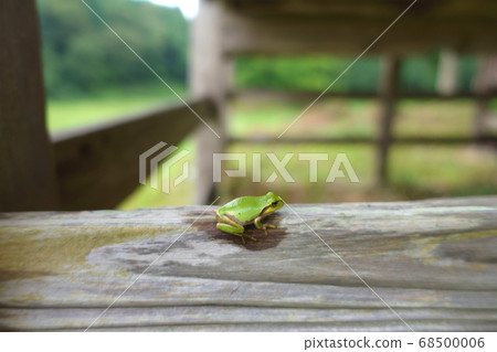 樹蛙在神社的屋簷下休息 68500006