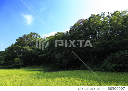 橫濱市鳥塚區舞岡公園(夏季,秋季)原始風光(稻穀,水稻種植) 橫濱市鳥塚區舞岡公園(夏季,秋季)原始風光(稻穀,水稻種植) 68500007