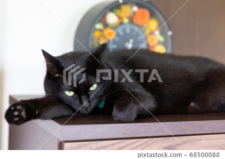 Black cat staring dissatisfied here 68500088