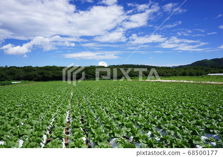 可以俯瞰收成附近的大白菜田野的野部山高原風景以及野部山空間射電天文台的拋物面天線 68500177