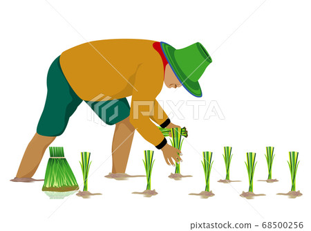 farmer transplant rice seeding in paddy field vector design 68500256