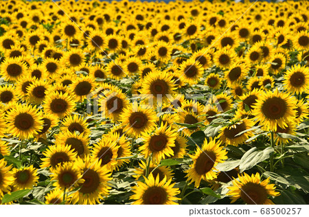 Sunflower field Sunflower field 68500257