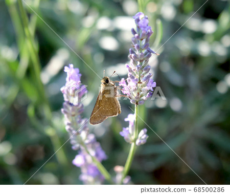 Chabanese celery sucking honey from lavender Chabanese celery sucking honey from lavender 68500286