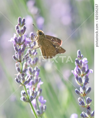 Chabanese celery sucking honey from lavender 68500287
