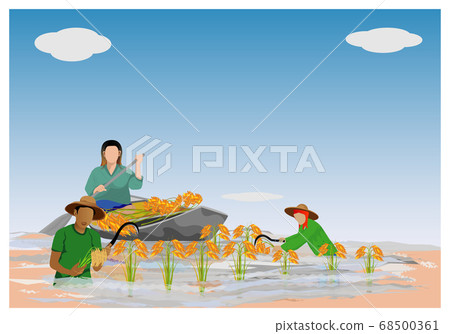 farmer harvest rice in flood vector design farmer harvest rice in flood vector design 68500361