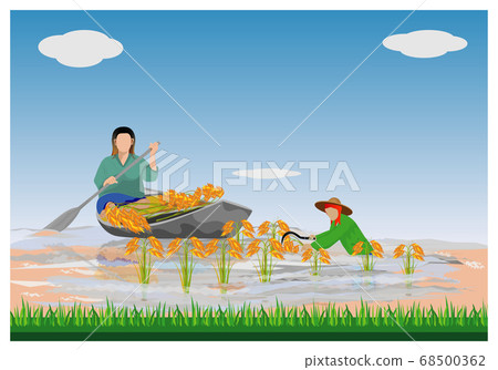 farmer harvest rice in flood vector design 68500362