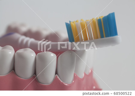 Teeth human model with color toothbrush. 68500522