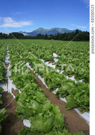 生菜田和八岳在夏日的天空中閃耀的野部山高原的風景 生菜田和八岳在夏日的天空中閃耀的野部山高原的風景 68500525