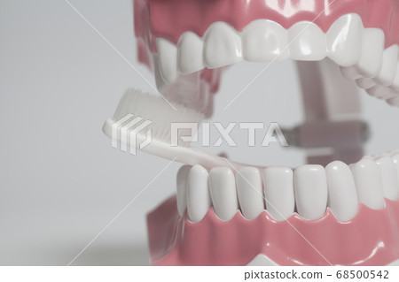 Teeth human model with white toothbrush. Teeth human model with white toothbrush. 68500542