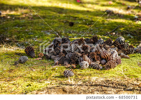 很多松果 68500731