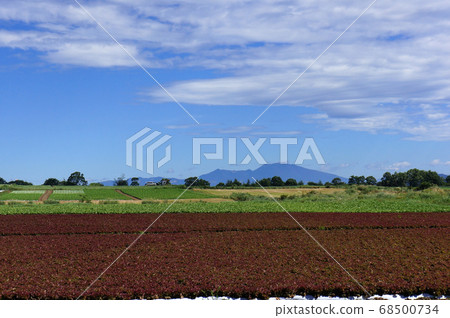Scenery of Nobeyama plateau overlooking sunny lettuce fields and Mount Asama 68500734