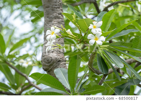 bouquet white plumeria bouquet white plumeria 68500817