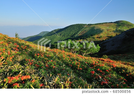 Midigahara高原初夏檸檬杜鵑花 Midigahara高原初夏檸檬杜鵑花 68500856