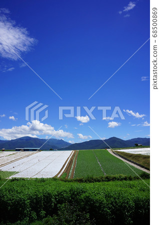 高原蔬菜收穫季節的野部山高原風光 高原蔬菜收穫季節的野部山高原風光 68500869