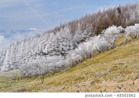 Utsukushigahara Plateau covered with hoarfrost 68501062