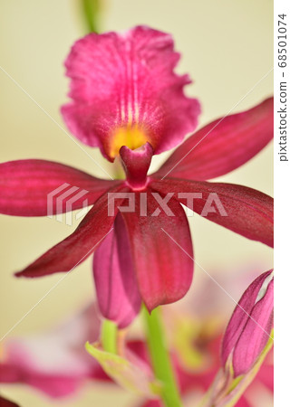 Tropical plants (flowers) at Hiroshima Botanical Garden 68501074