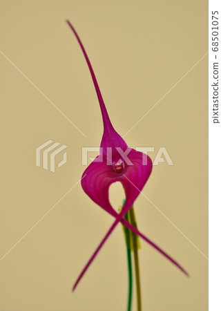 Tropical plants (flowers) at Hiroshima Botanical Garden 68501075