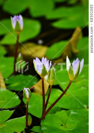 Tropical plants (flowers) at Hiroshima Botanical Garden 68501085