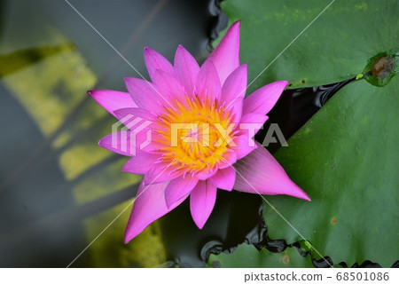 Tropical plants (flowers) at Hiroshima Botanical Garden 68501086